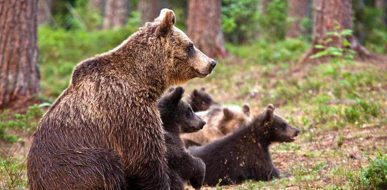 Bear Facts: Habitat, Behavior, Diet