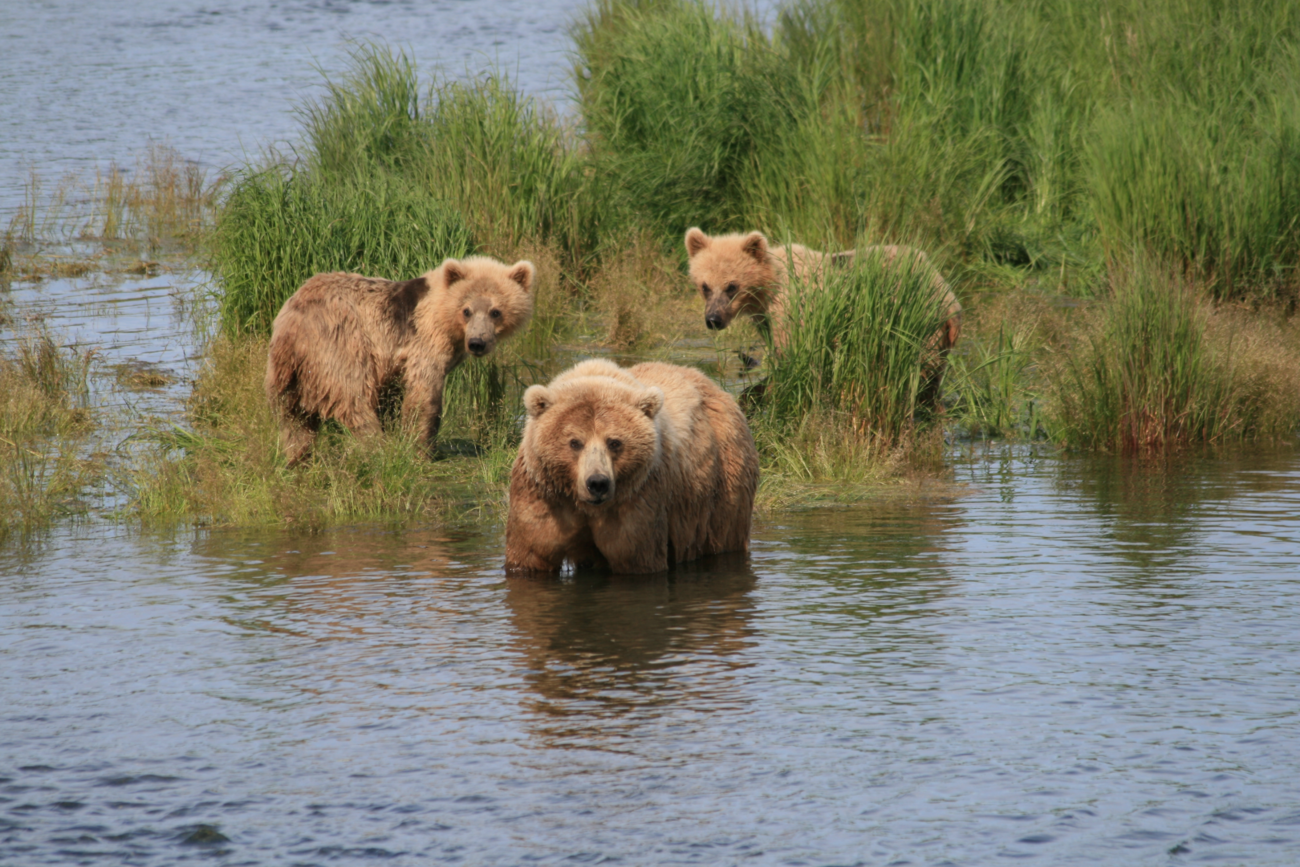 Family of brown bears playing in the water at Katmai National Park, Alaska.