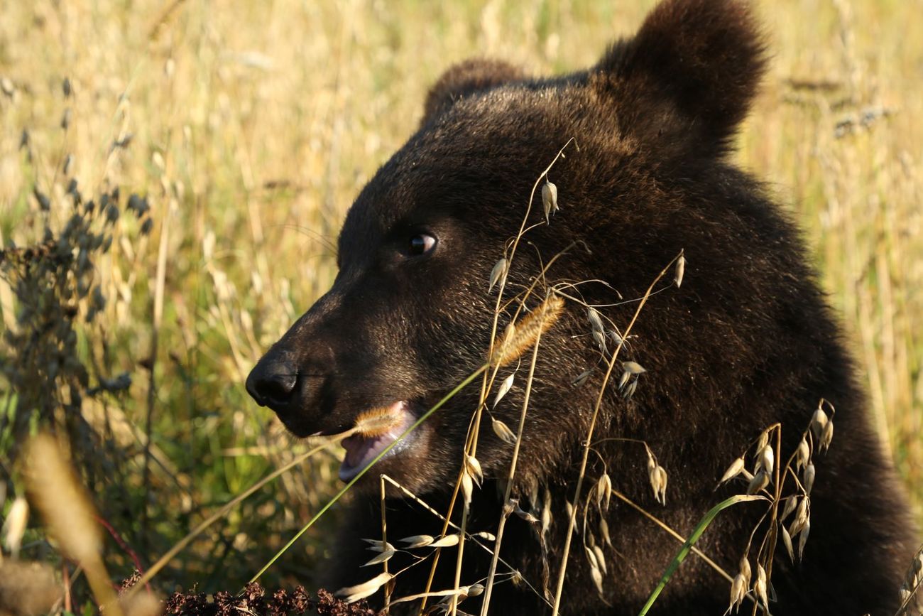 Closeup of a Eurasian brown bear snacking on some grass in Bubonitsy in the Tver Region of Russia.