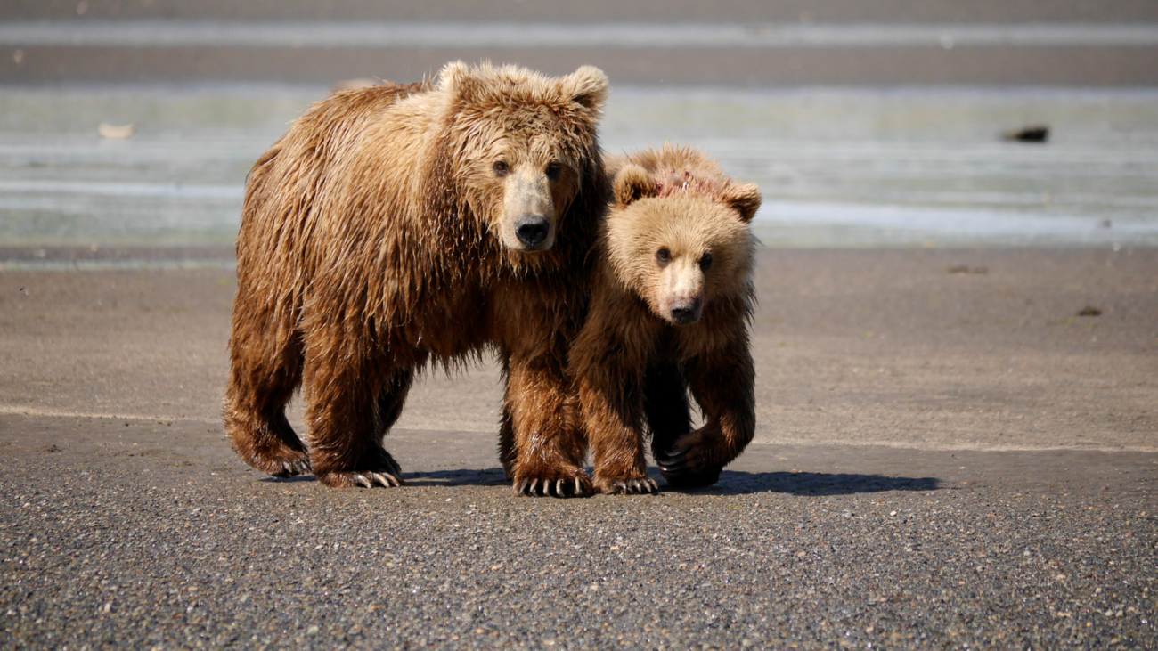 Two brown bears walking near water in Katmai National Park, Alaska.