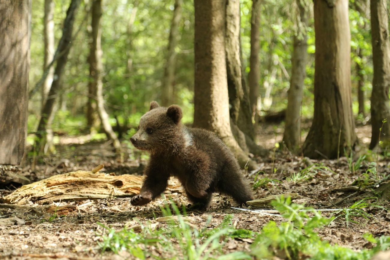 A brown bear cub walks through the forest.