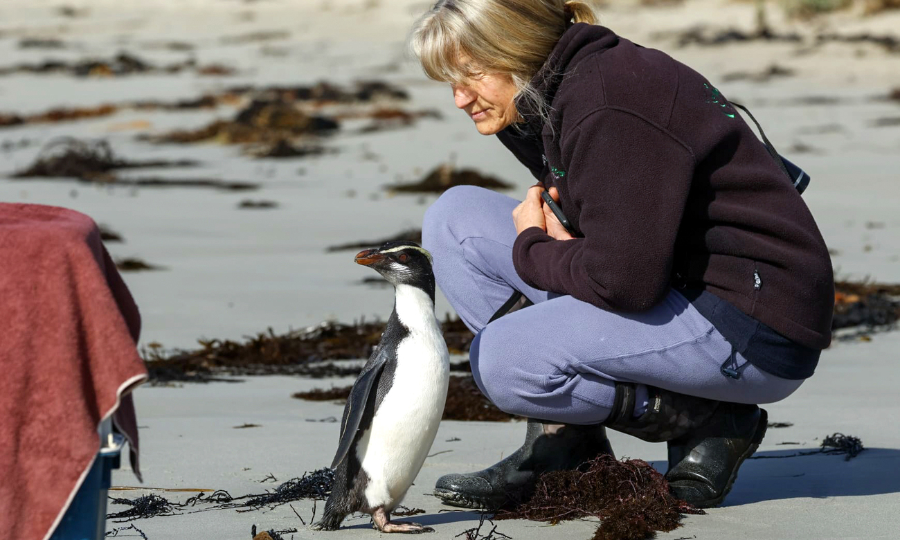 Experienced rehabilitator and Mosswood Wildlife owner Tracey Wilson with one of the tawaki she cared for with support from IFAW.