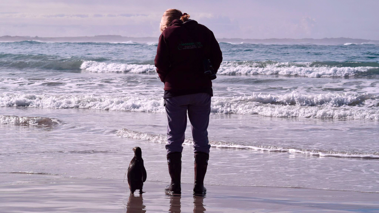 Experienced rehabilitator and Mosswood Wildlife owner Tracey Wilson with one of the tawaki she cared for with support from IFAW.