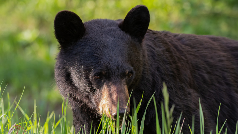 Bear Baiting Tips and Tricks » Outdoors International