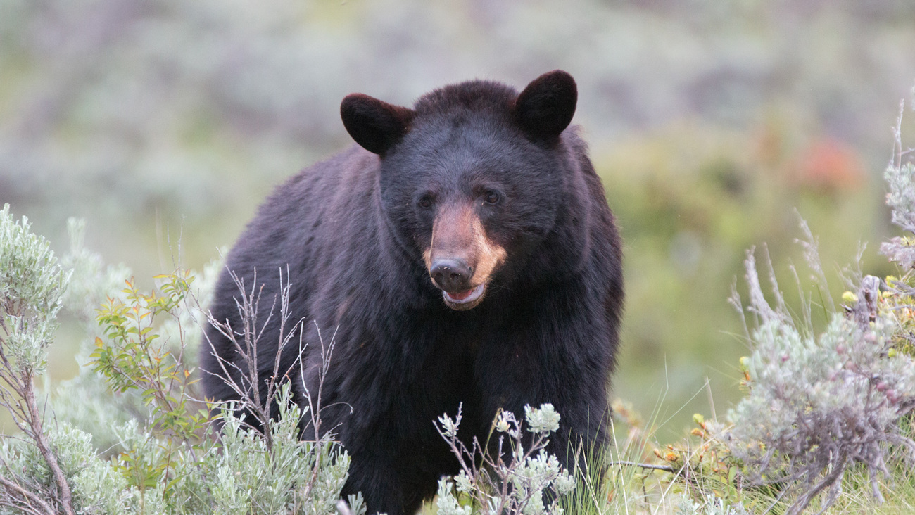 An American black bear.