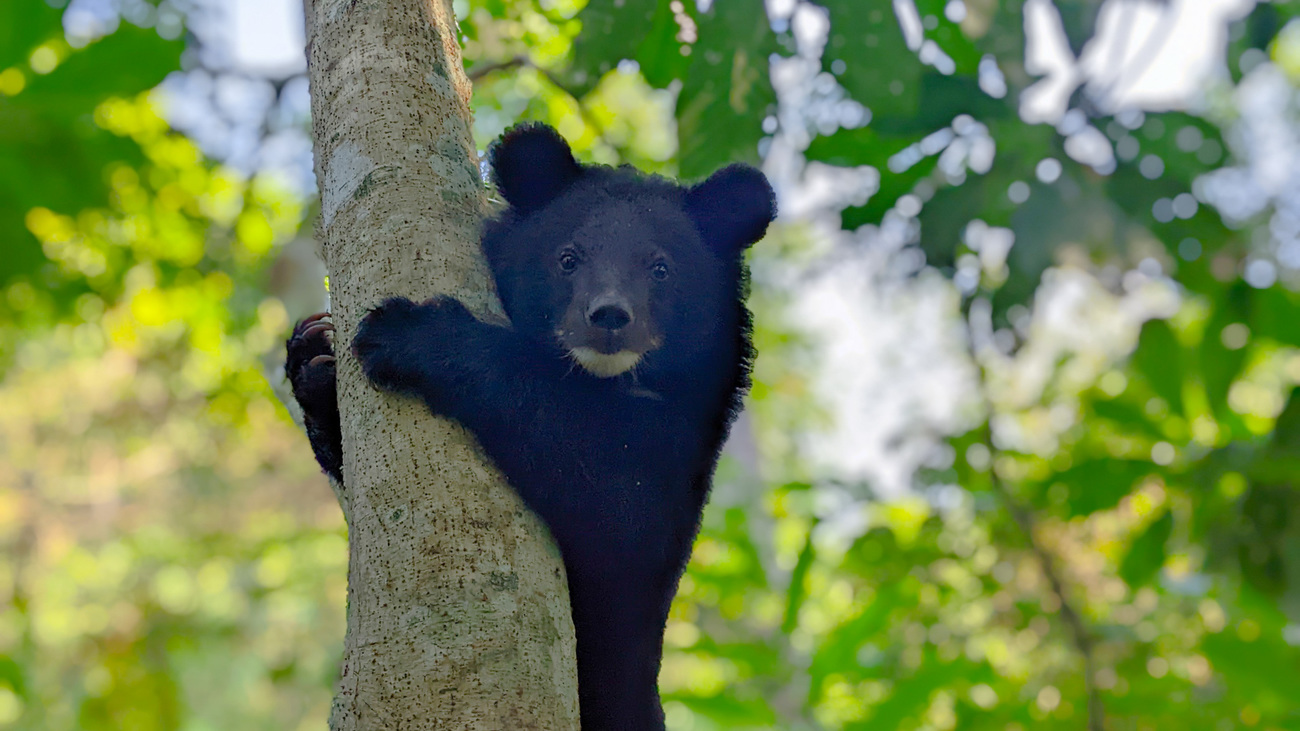 Den or Itan, one of the Asiatic black bear cubs in rehabilitation at WTI’s CBRC.