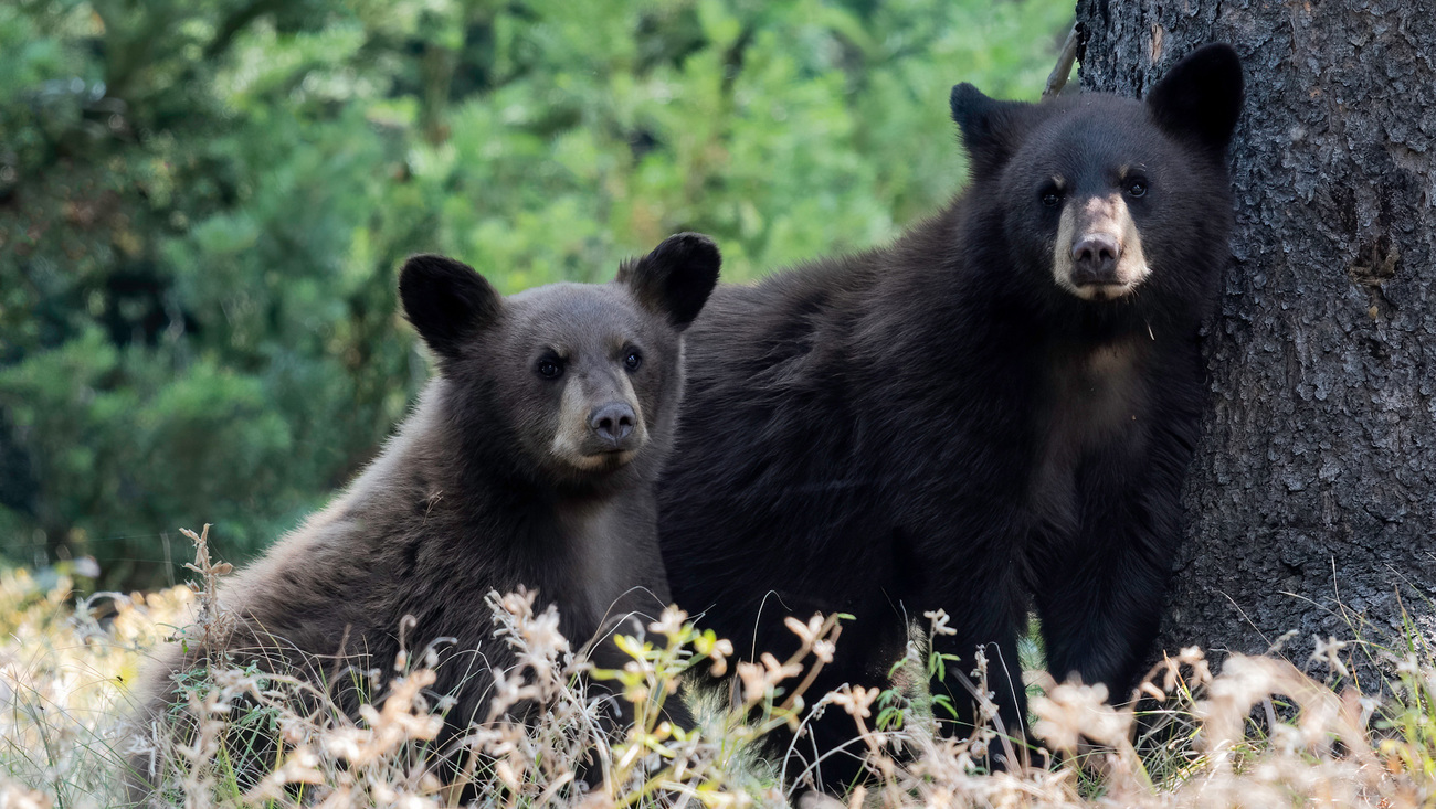 Two black bears in Grand Teton National Park, Wyoming.