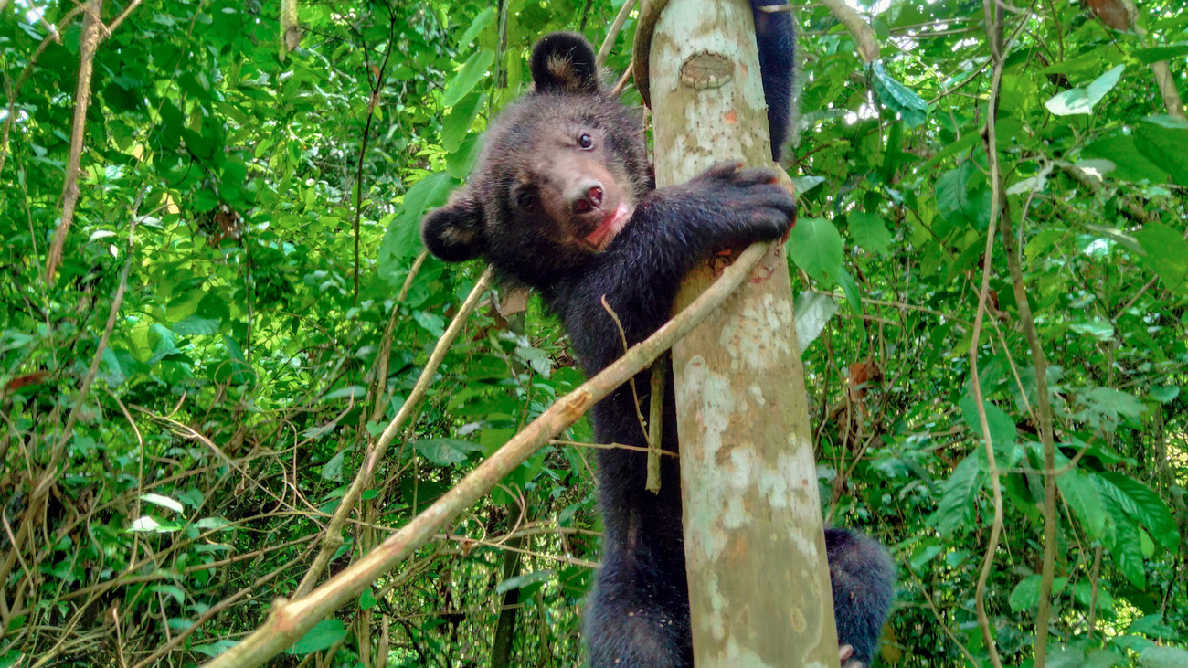 Kalee, a rescued Asiatic black bear, climbs a tree on her daily forest walk during rehabilitation at Wildlife Trust of India's Centre for Bear Rehabilitation and Conservation.