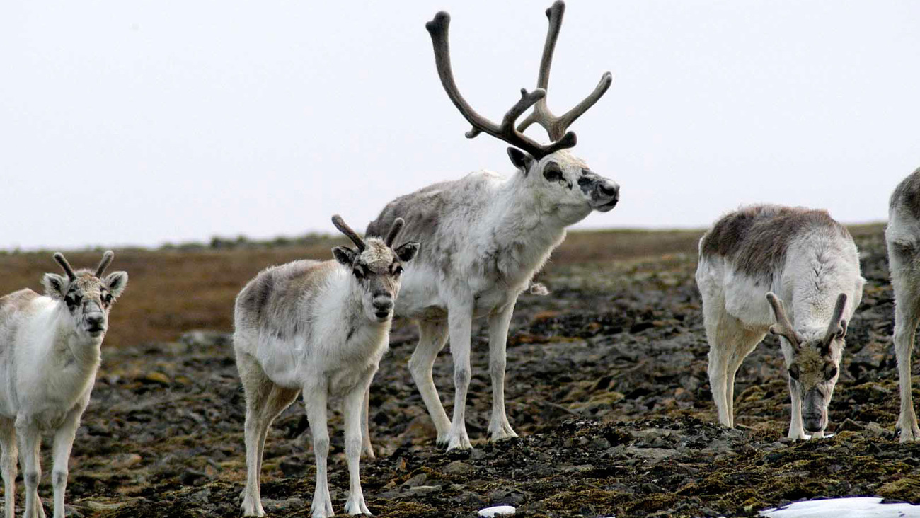 Peary caribou on Melville Island, Canada.