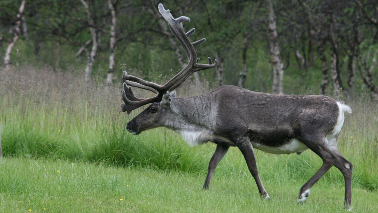  A European caribou in green pasture.