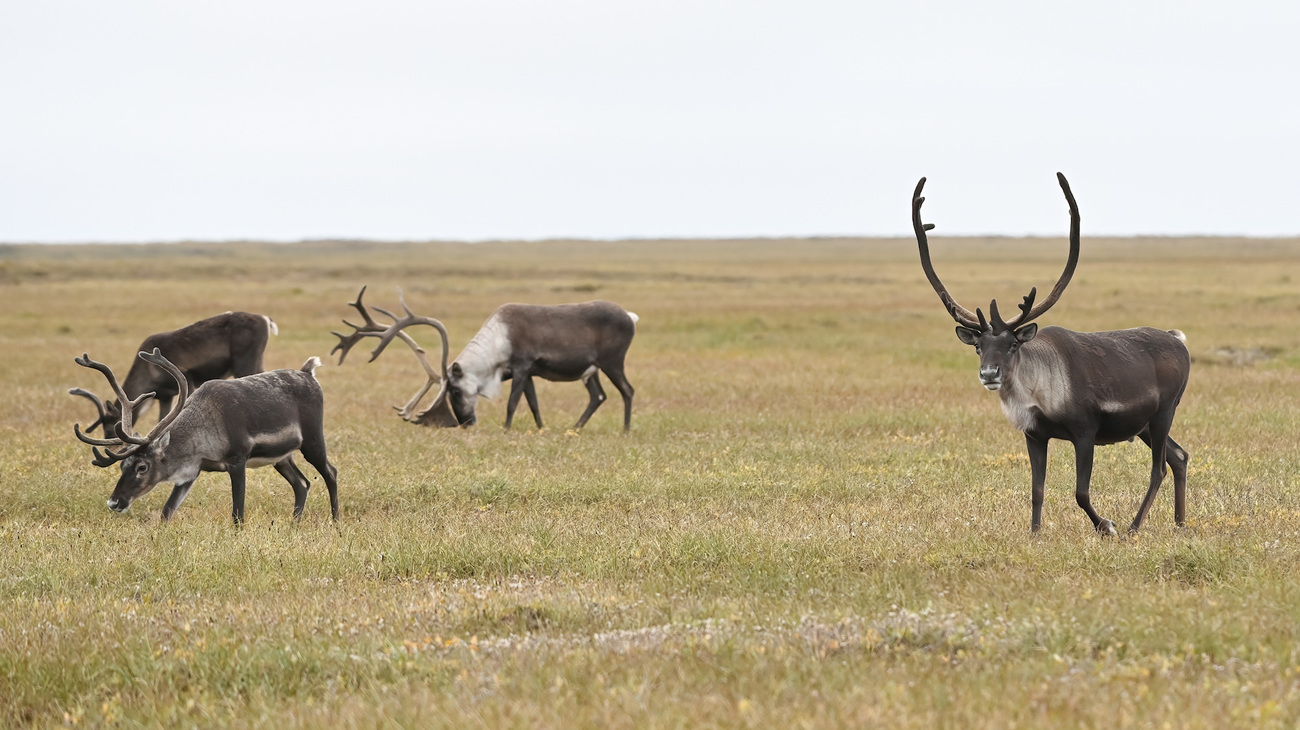 A group of barrenground caribou in Alaska.