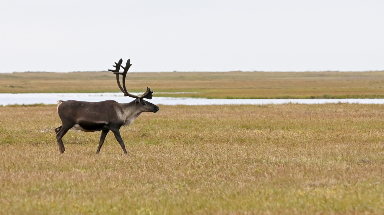  A barrenground caribou in Alaska.