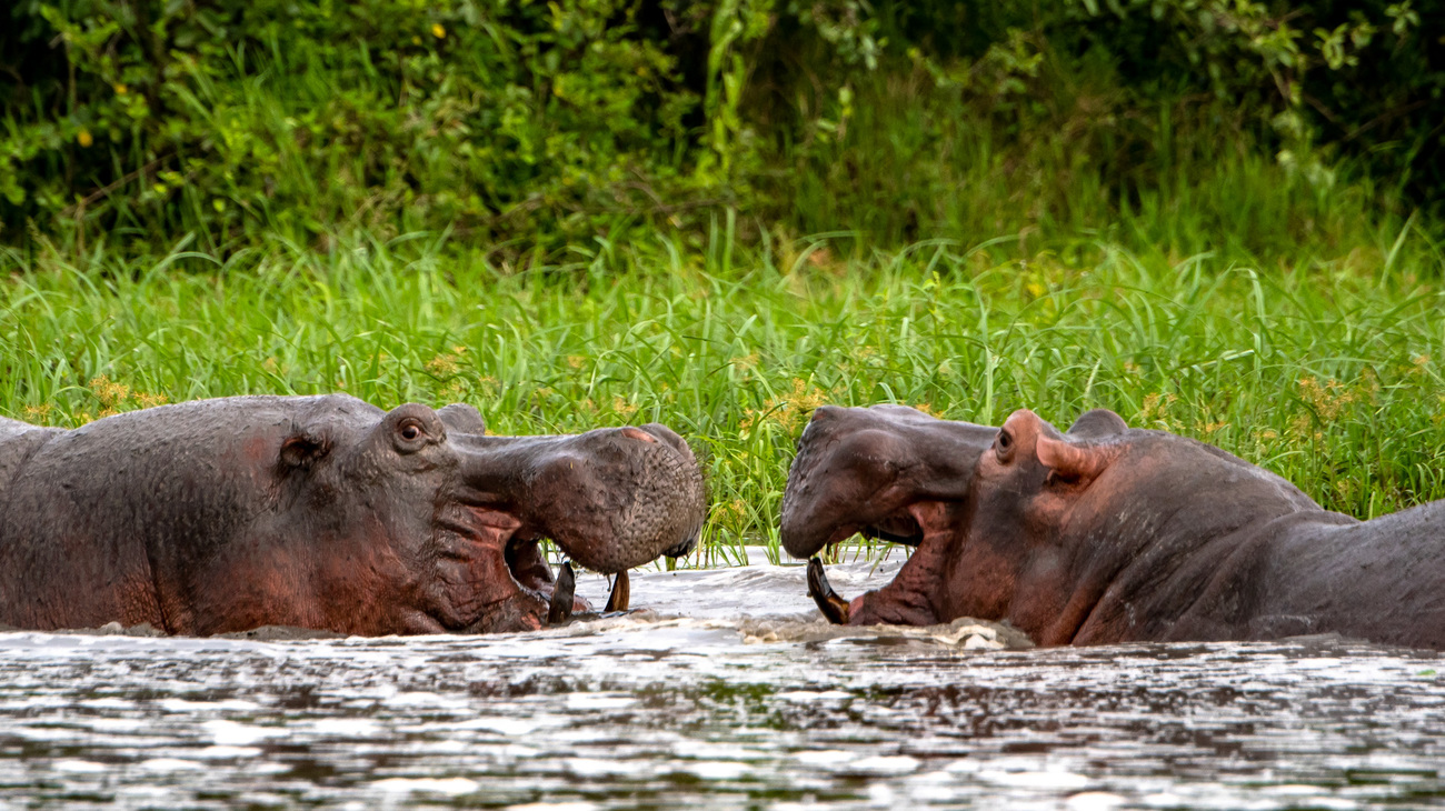 Hippos in water, Queen Elizabeth National Park, Uganda.