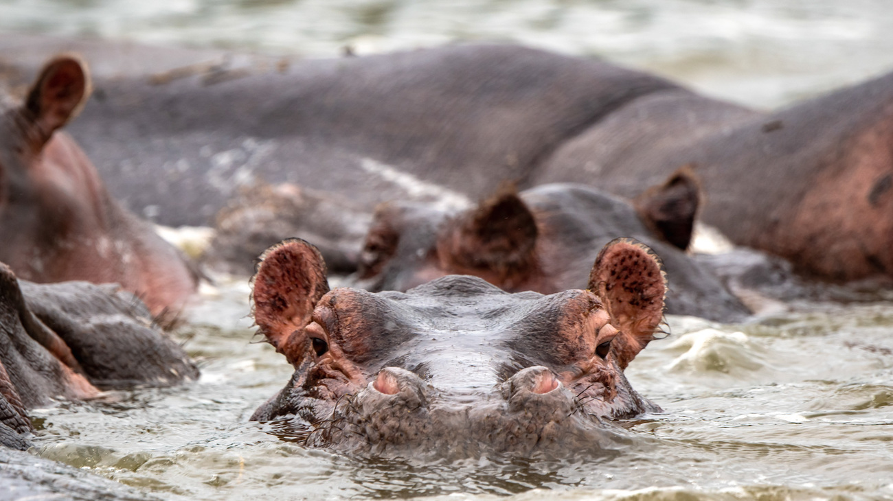 Hippos in the Kazinga channel