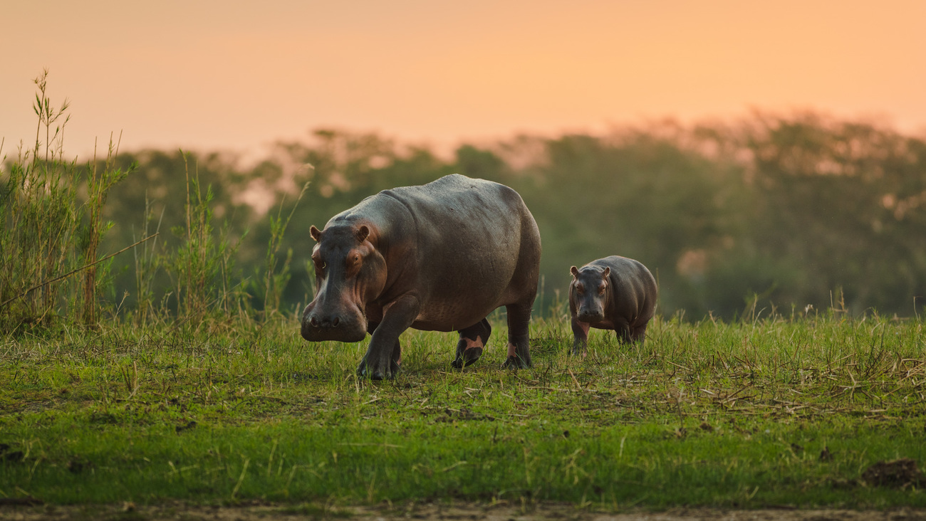 A hippopotamus with their young walking along the Shire River at sunset in Liwonde National, Malawi.