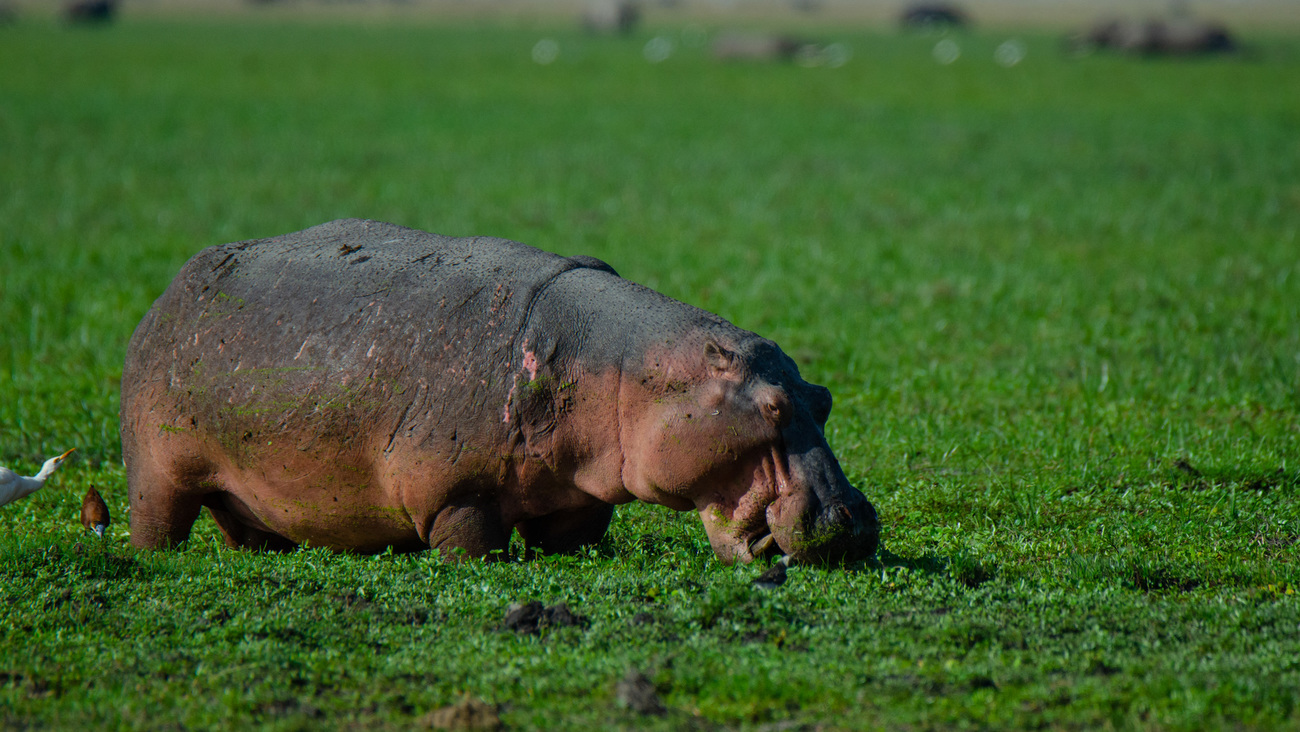 A hippo eats vegetation in the wetlands of Amboseli National Park.