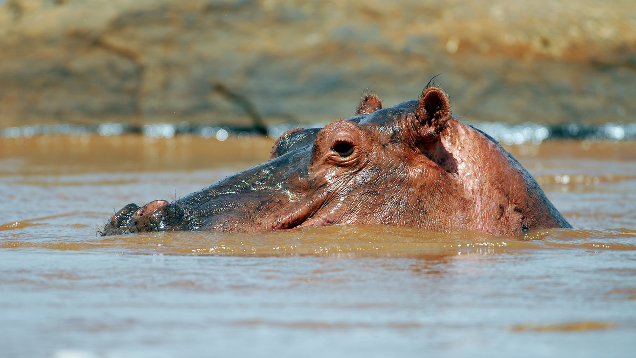 A hippo wades in the water at Lugard Falls in Tsavo East National Park, Kenya.