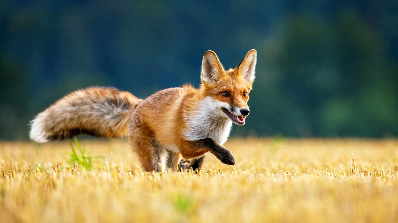 A young red fox hunting in a field after harvest.