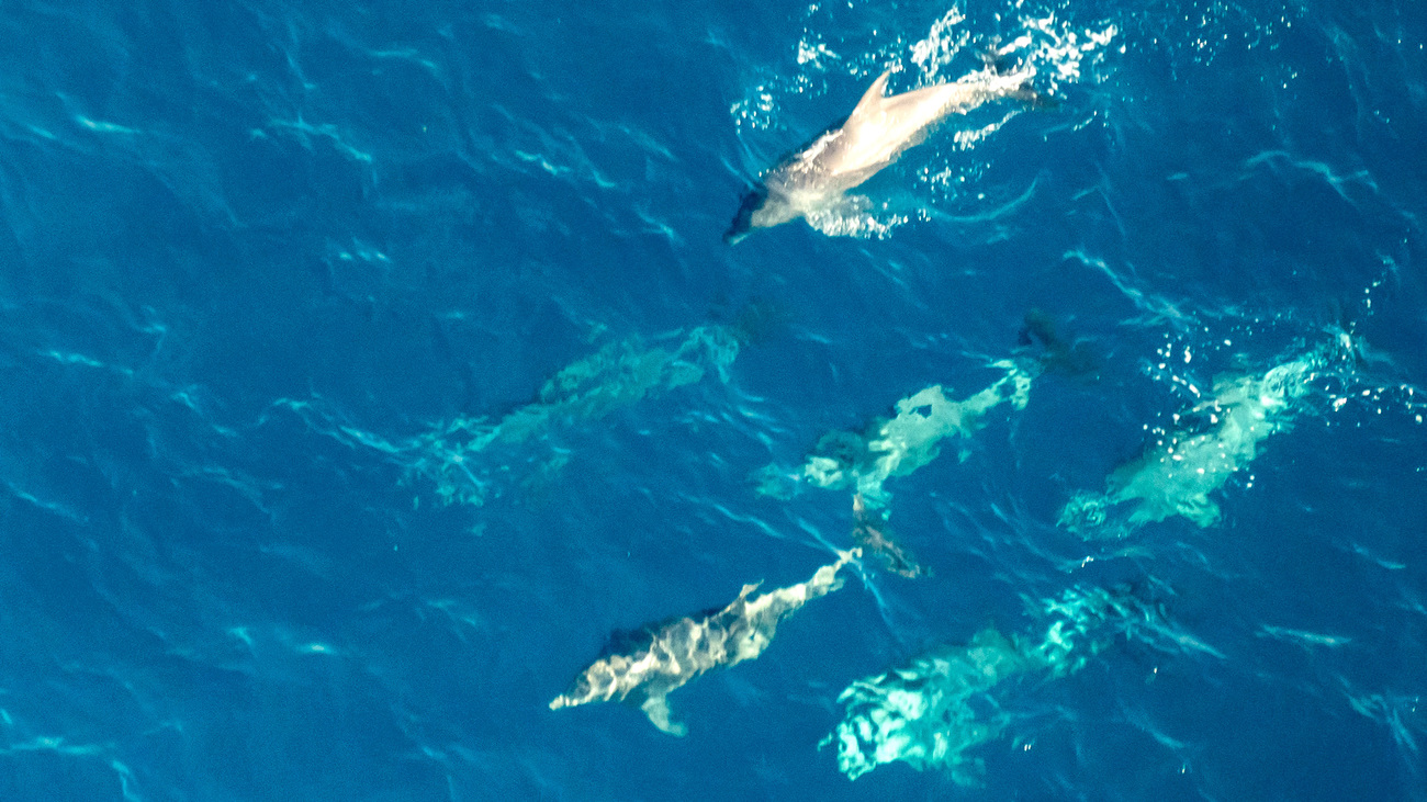 Dolphins seen during the aerial marine megafauna survey.