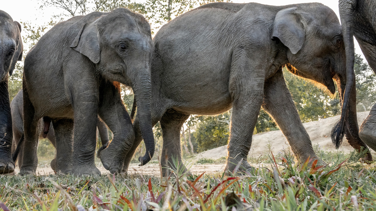 Elephant calves in India