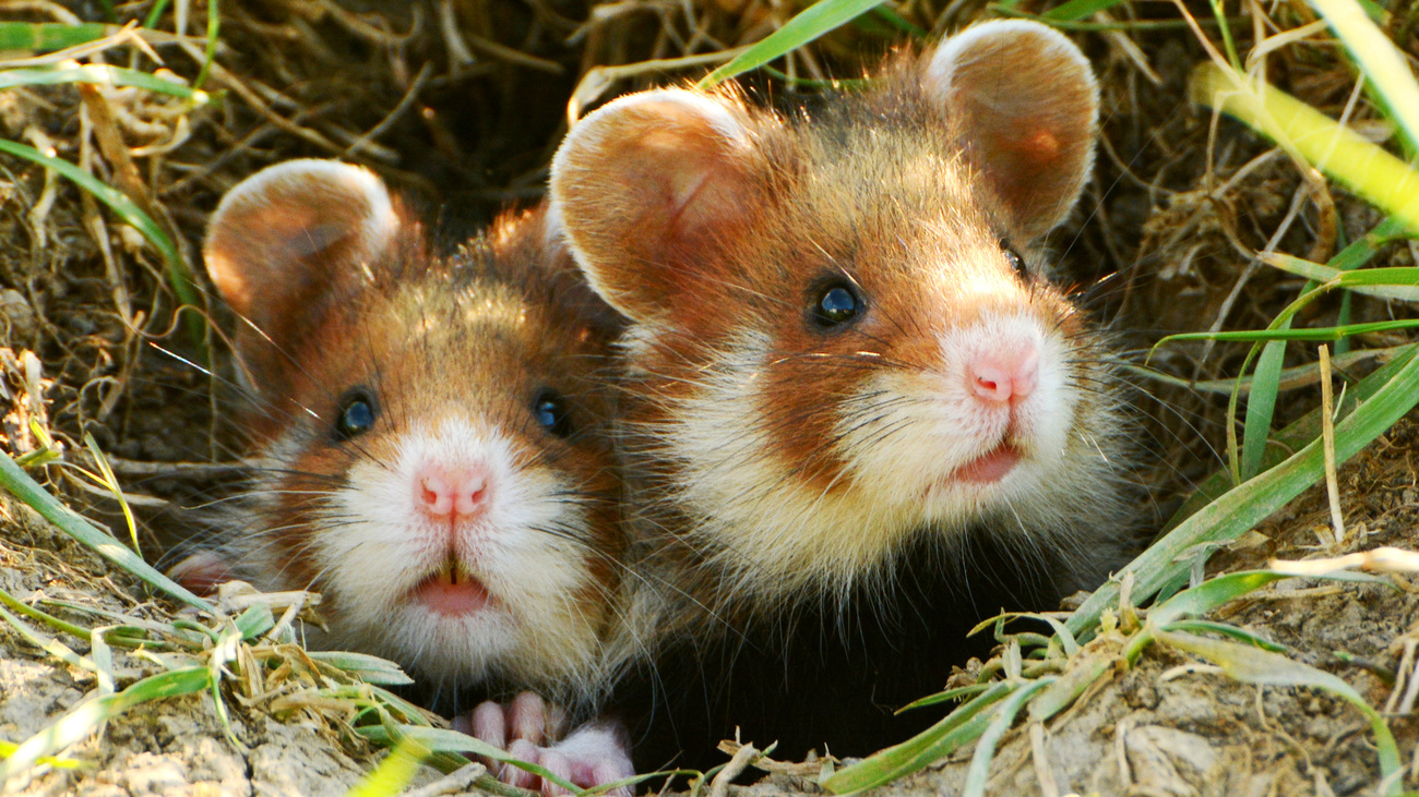 Two young critically endangered wild European hamsters looking out of their burrow.