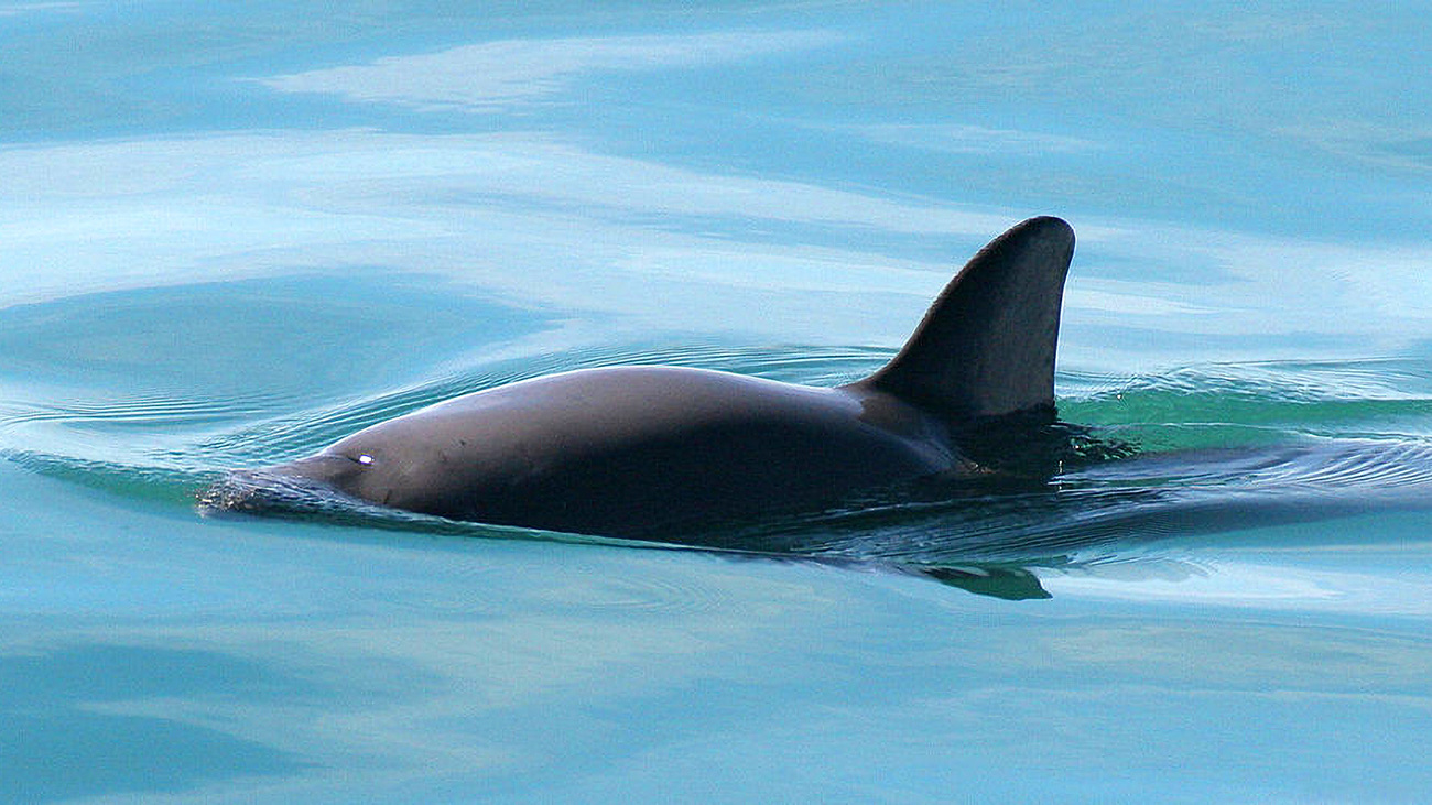 Vaquita swimming in the ocean