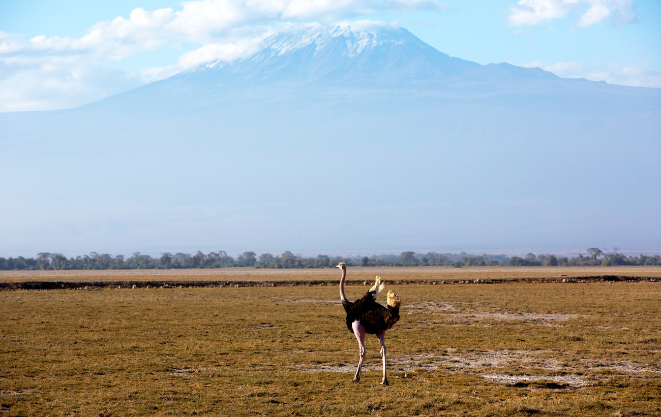 An ostrich with Mount Kilimanjaro in the background, Amboseli National Park, Kenya.