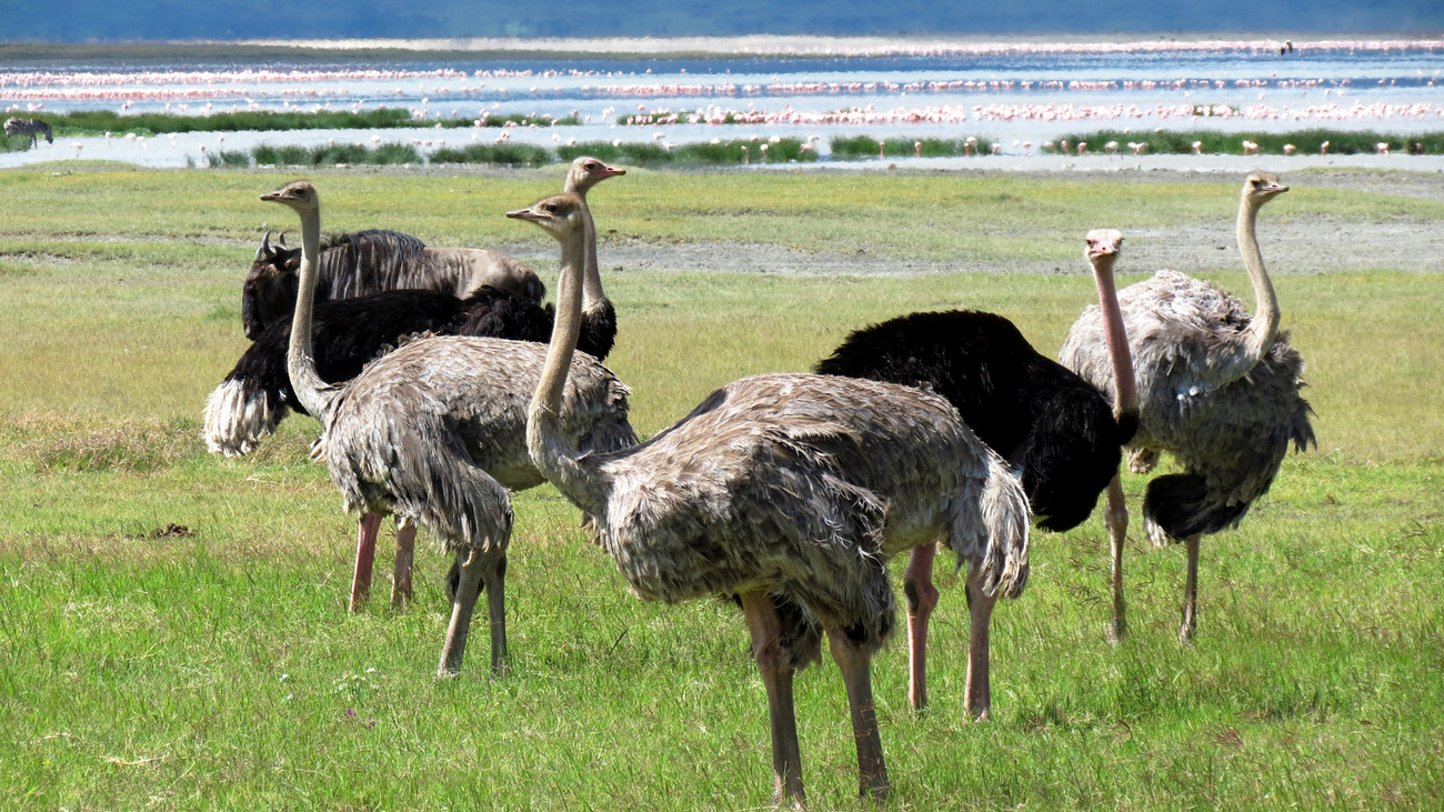 Male and female ostrich in Tanzania.