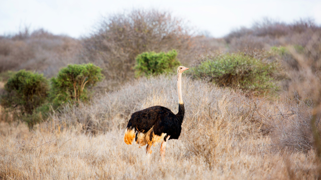 An ostrich in Amboseli National Park, Kenya.