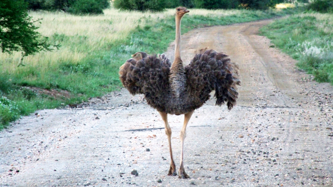 A female ostrich in Tsavo West National Park, Kenya spreads her wings to 'dance'.