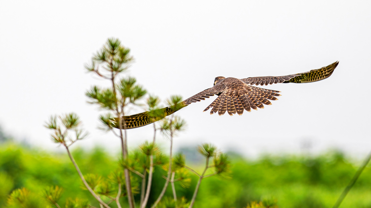 A peregrine falcon just released from IFAW BRRC flies away