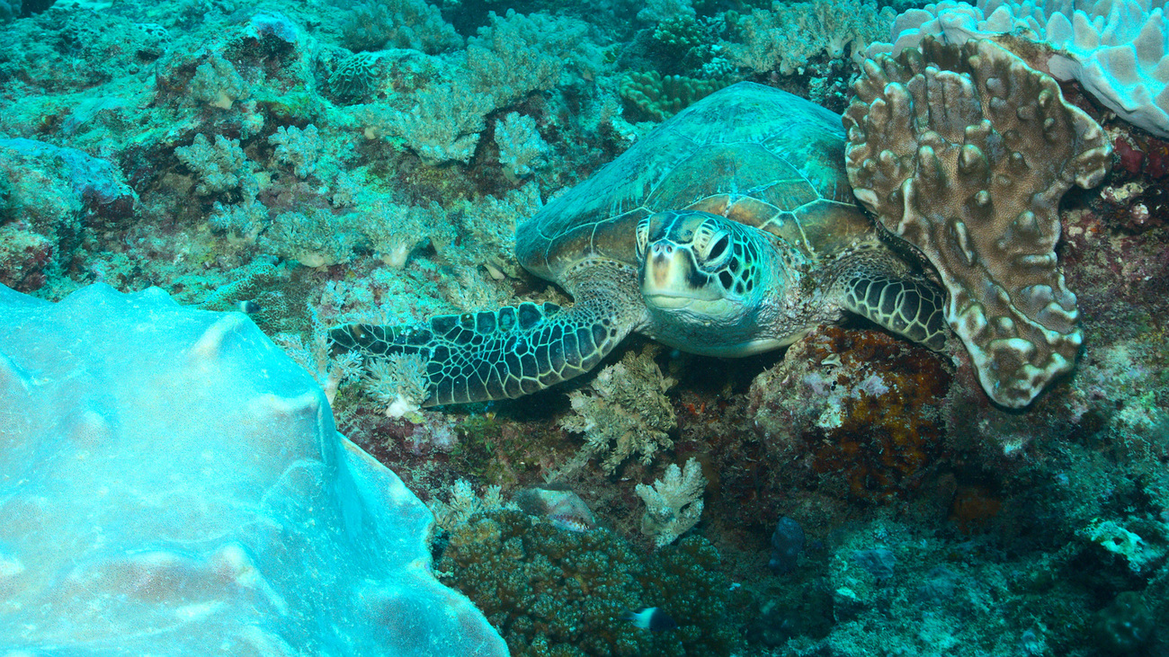 An endangered green sea turtle peeks out from a coral reef in Kenya’s Watamu Marine National Park.