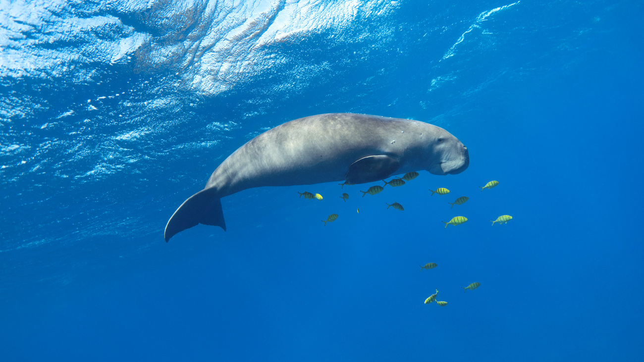 Dugong swimming underwater.