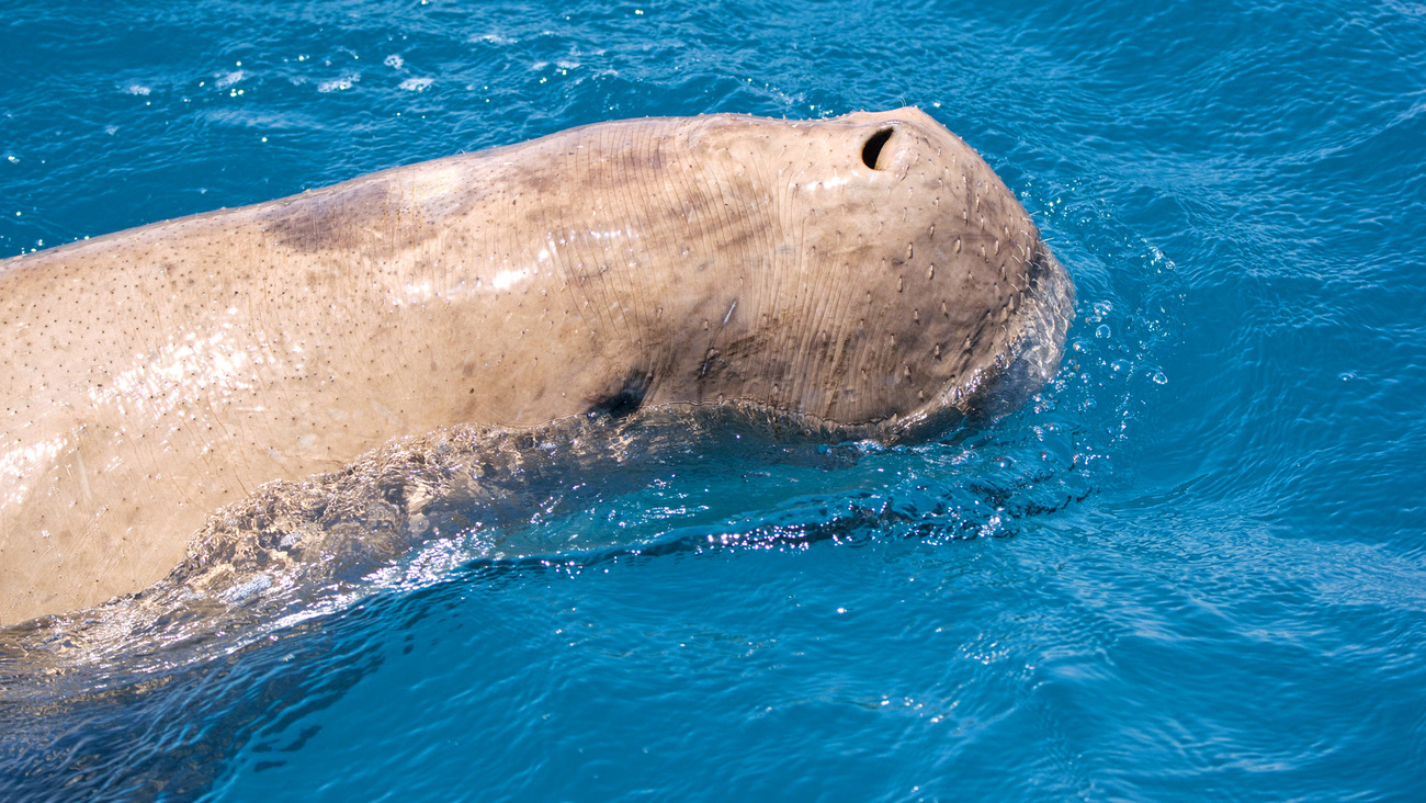 Close-up of a dugong at the ocean’s surface.