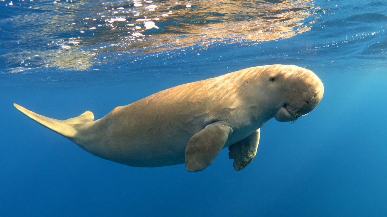 Dugong swimming underwater.