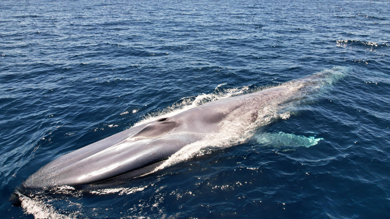 Blue whale at the water’s surface.