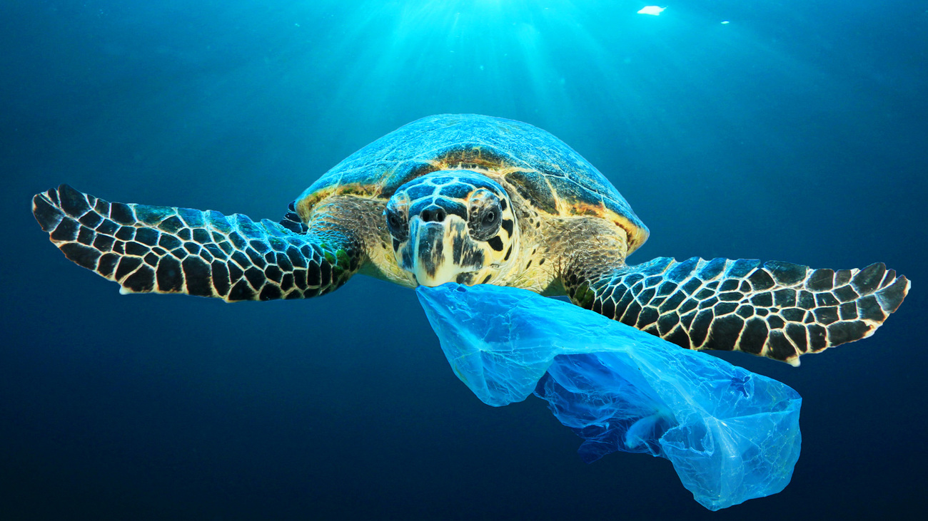 A sea turtle chews on a plastic bag mistaken for a jellyfish (a common food source for sea turtles) in the South China Sea off Malaysia.