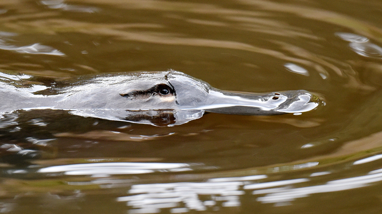 A platypus in the wild in Kettering near Hobart, Tasmania.