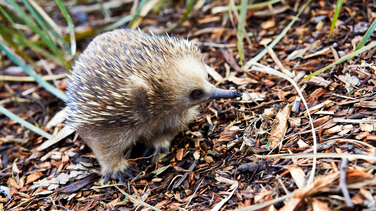 A short-beaked echidna at the Bonorong Wildlife Sanctuary, Brighton, Tasmania, Australia.