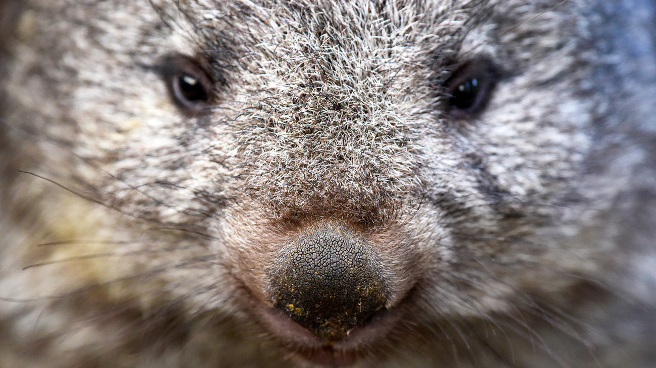 A close-up of a common wombat.