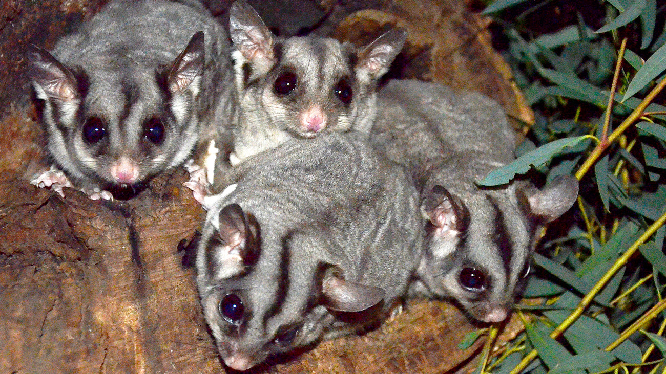 Four sugar gliders huddle together.