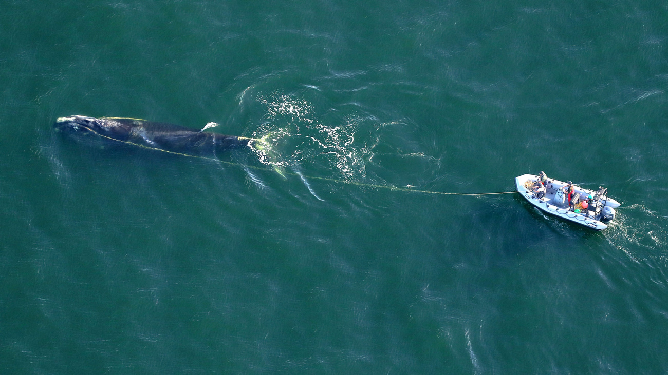 Responders disentangle Nimbus the North Atlantic right whale after he was caught in fishing rope.