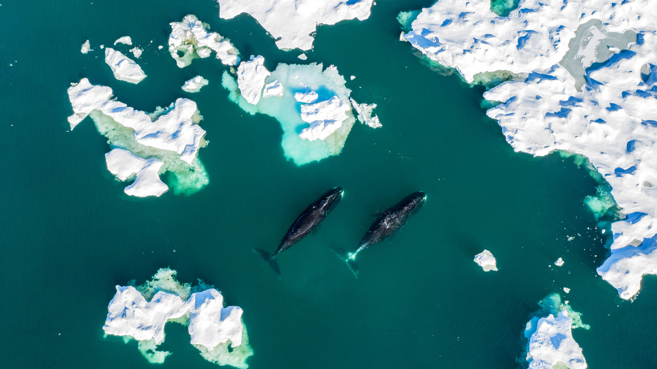 Bowhead whales swimming in the Arctic