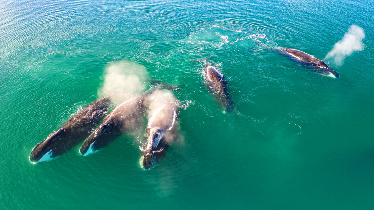 Bowhead whales swimming.