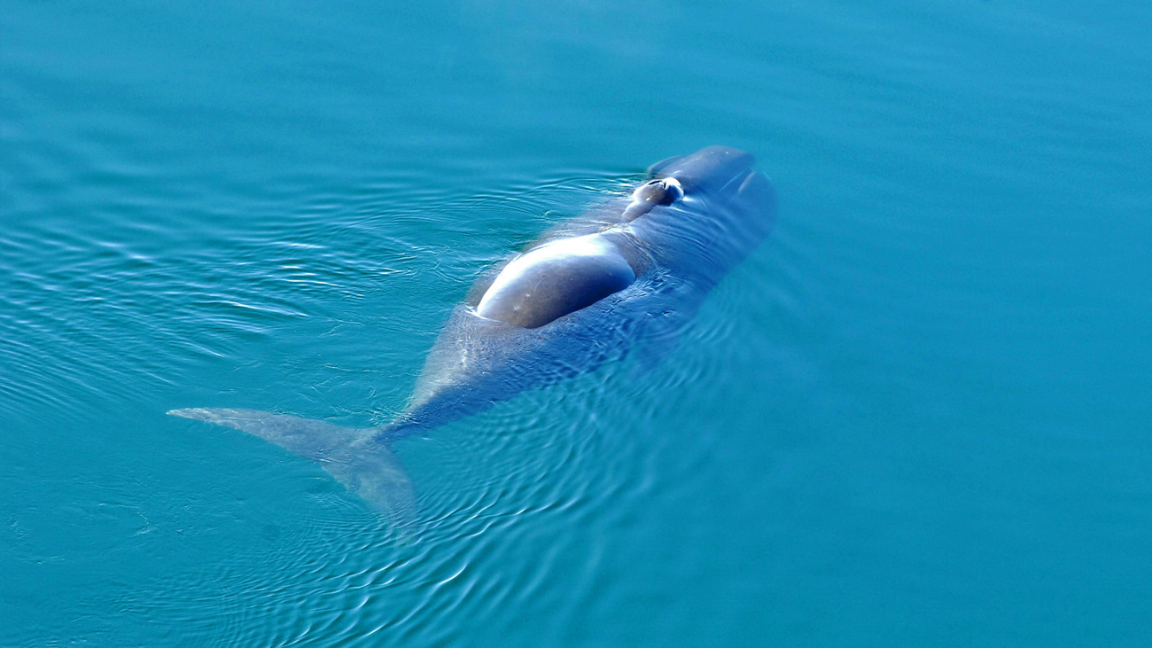 A bowhead whale swims just under the surface with its mouth open