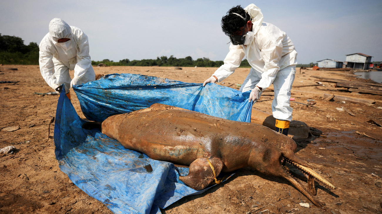 Zwei Menschen bergen einen toten Delfin-Kadaver aus dem Tefé-See.