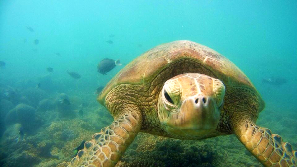 A green sea turtle swimming in the Whit Sundays, Australia.