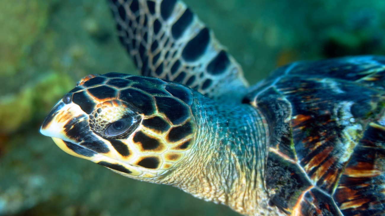 A hawksbill turtle pays a visit in just a few feet of water off the dock at Dive Dominica. 