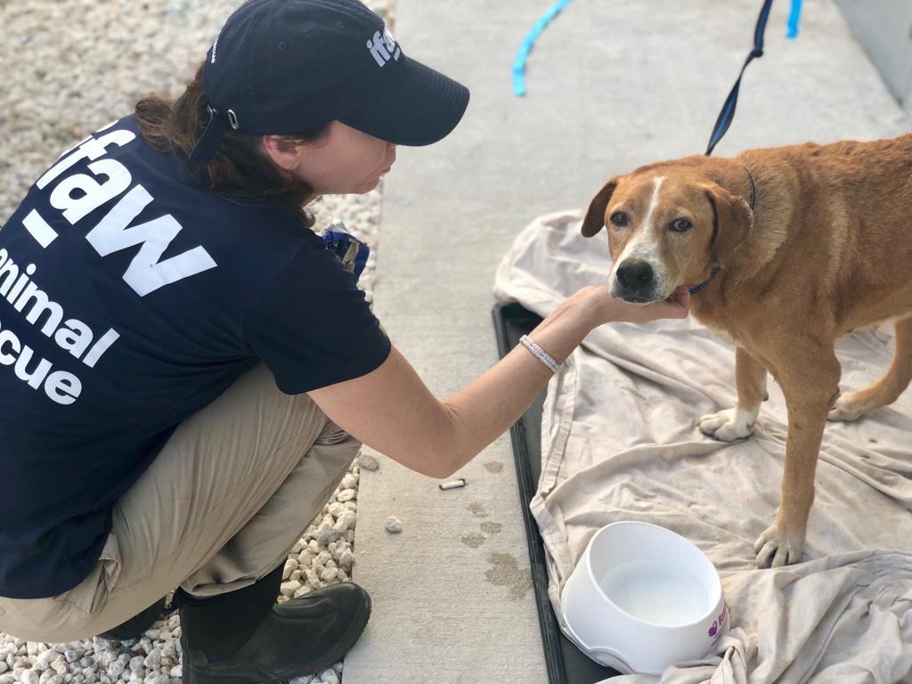 responder with dog in Bahamas