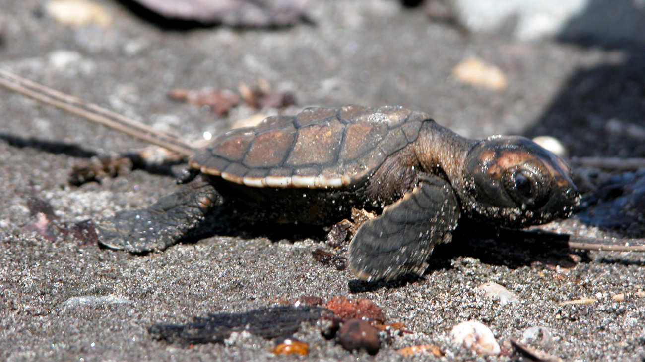 A sea turtle hatchling.